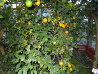 Citrus aurantifolia